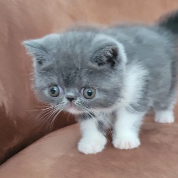 chaton Exotic Shorthair blue & blanc Urielle Chatterie Katzarolli