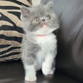 chaton Exotic Shorthair blue & blanc Urielle Chatterie Katzarolli