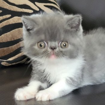 chaton Exotic Shorthair blue & blanc Urielle Chatterie Katzarolli