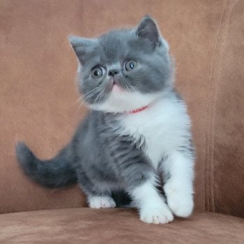 chaton Exotic Shorthair blue & blanc Urielle Chatterie Katzarolli