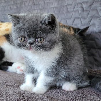 chaton Exotic Shorthair blue & blanc Urielle Chatterie Katzarolli