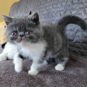 chaton Exotic Shorthair blue & blanc Urielle Chatterie Katzarolli