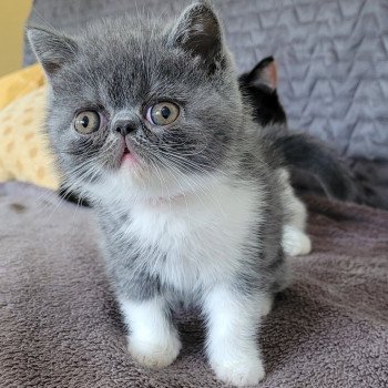 chaton Exotic Shorthair blue & blanc Urielle Chatterie Katzarolli