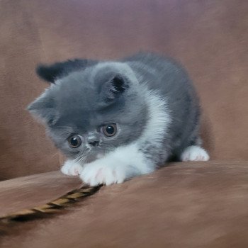 chaton Exotic Shorthair blue & blanc Urielle Chatterie Katzarolli