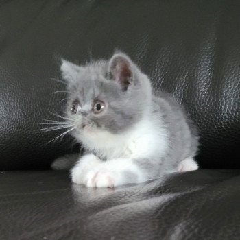 chaton Exotic Shorthair blue & blanc Urielle Chatterie Katzarolli