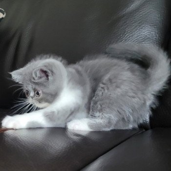 chaton Exotic Shorthair blue & blanc Urielle Chatterie Katzarolli