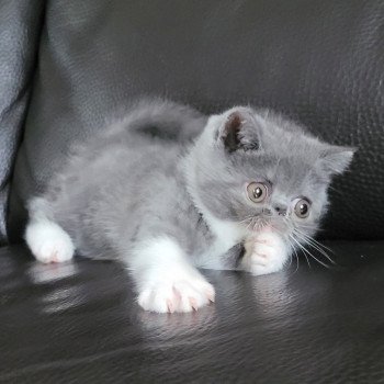 chaton Exotic Shorthair blue & blanc Urielle Chatterie Katzarolli