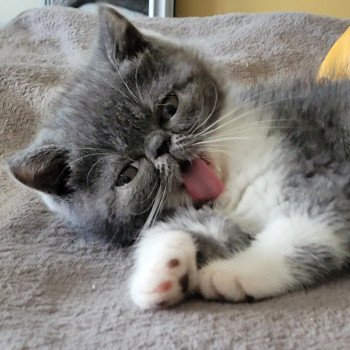 chaton Exotic Shorthair blue & blanc Urielle Chatterie Katzarolli