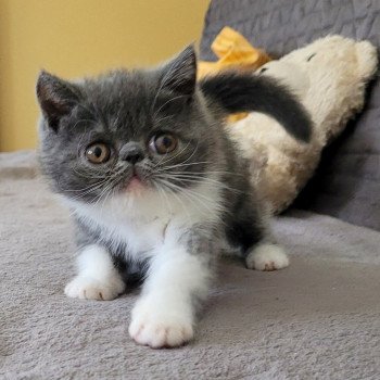 chaton Exotic Shorthair blue & blanc Urielle Chatterie Katzarolli