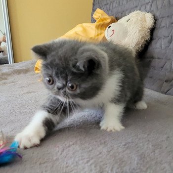 chaton Exotic Shorthair blue & blanc Urielle Chatterie Katzarolli