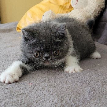 chaton Exotic Shorthair blue & blanc Urielle Chatterie Katzarolli