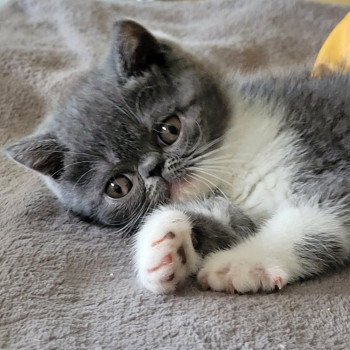 chaton Exotic Shorthair blue & blanc Urielle Chatterie Katzarolli