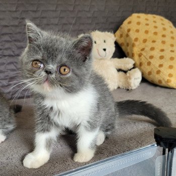 chaton Exotic Shorthair blue & blanc Urielle Chatterie Katzarolli