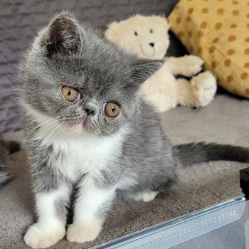 chaton Exotic Shorthair blue & blanc Urielle Chatterie Katzarolli