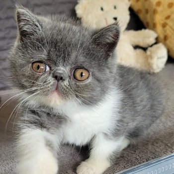 chaton Exotic Shorthair blue & blanc Urielle Chatterie Katzarolli