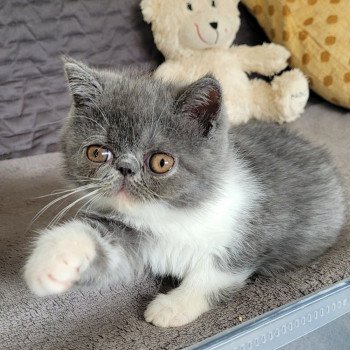 chaton Exotic Shorthair blue & blanc Urielle Chatterie Katzarolli