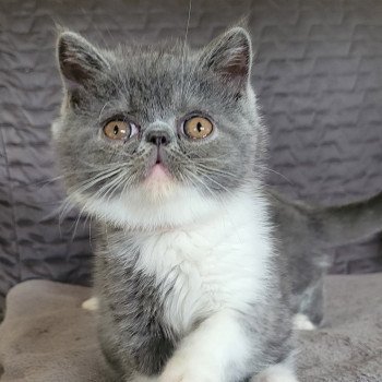 chaton Exotic Shorthair blue & blanc Urielle Chatterie Katzarolli