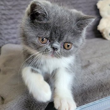 chaton Exotic Shorthair blue & blanc Urielle Chatterie Katzarolli