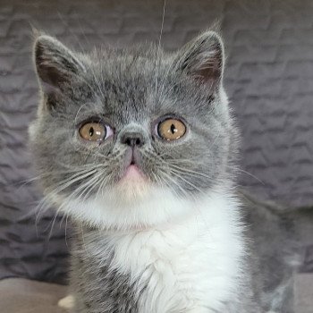 chaton Exotic Shorthair blue & blanc Urielle Chatterie Katzarolli