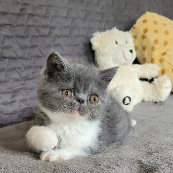 chaton Exotic Shorthair blue & blanc Urielle Chatterie Katzarolli