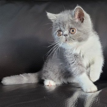 chaton Exotic Shorthair blue & blanc Urielle Chatterie Katzarolli