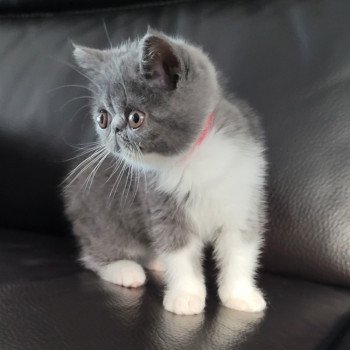 chaton Exotic Shorthair blue & blanc Urielle Chatterie Katzarolli