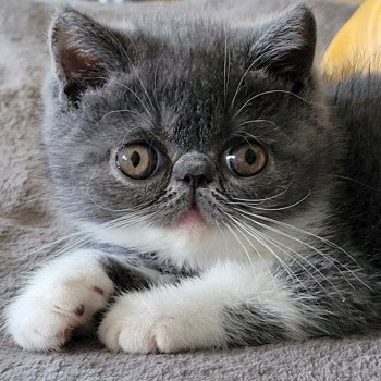 chaton Exotic Shorthair blue & blanc Urielle Chatterie Katzarolli