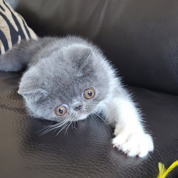 chaton Exotic Shorthair blue & blanc Urielle Chatterie Katzarolli