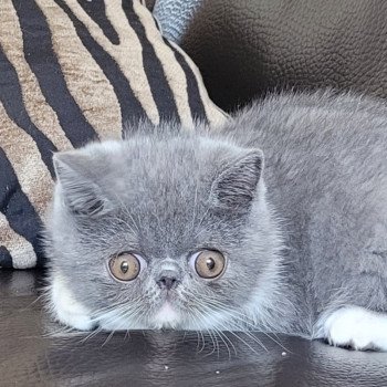 chaton Exotic Shorthair blue & blanc Urielle Chatterie Katzarolli