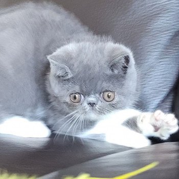 chaton Exotic Shorthair blue & blanc Urielle Chatterie Katzarolli