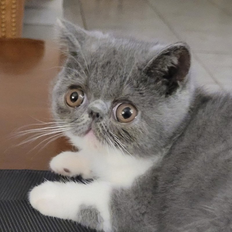 Urielle Femelle Exotic Shorthair Urielle Femelle Exotic Shorthair