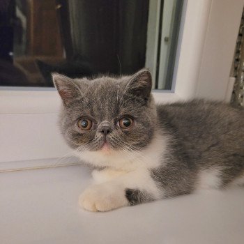 chaton Exotic Shorthair blue & blanc Urielle Chatterie Katzarolli