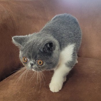 chaton Exotic Shorthair blue & blanc Urielle Chatterie Katzarolli