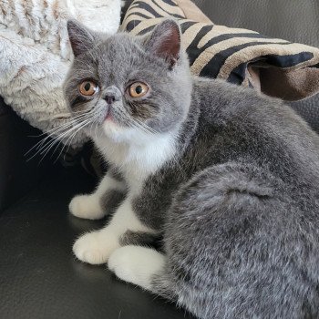 chaton Exotic Shorthair blue & blanc Urielle Chatterie Katzarolli