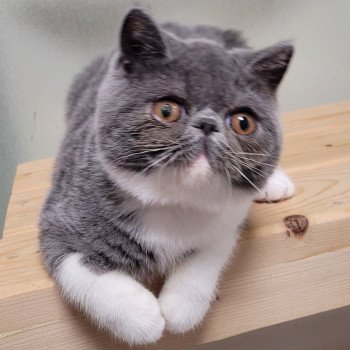 chaton Exotic Shorthair blue & blanc Urielle Chatterie Katzarolli