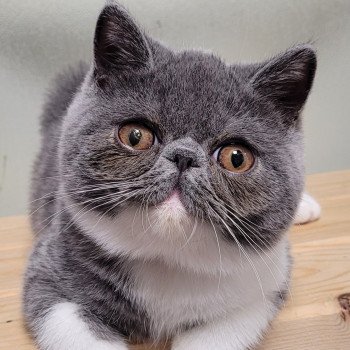 chaton Exotic Shorthair blue & blanc Urielle Chatterie Katzarolli