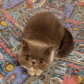 chaton Exotic Shorthair blue & blanc Urielle Chatterie Katzarolli