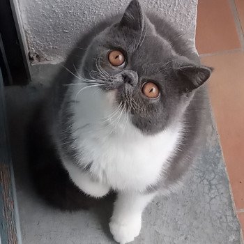 chaton Exotic Shorthair blue & blanc Urielle Chatterie Katzarolli