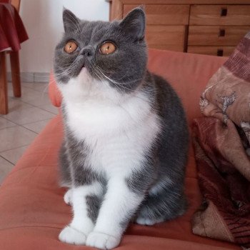 chaton Exotic Shorthair blue & blanc Urielle Chatterie Katzarolli