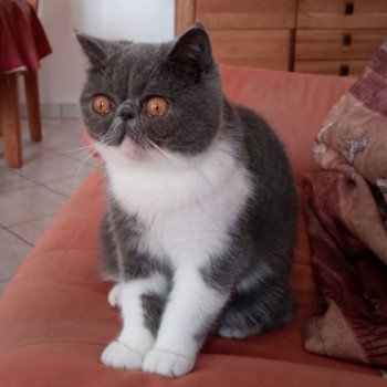 chaton Exotic Shorthair blue & blanc Urielle Chatterie Katzarolli