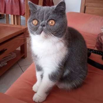 chaton Exotic Shorthair blue & blanc Urielle Chatterie Katzarolli