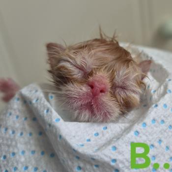 chaton Exotic Shorthair red blotched tabby Collier vert Chatterie Katzarolli