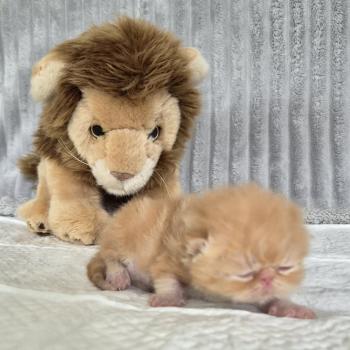 chaton Exotic Shorthair red blotched tabby Collier vert Chatterie Katzarolli