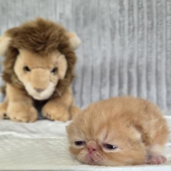 chaton Exotic Shorthair red blotched tabby Collier vert Chatterie Katzarolli