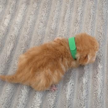 chaton Exotic Shorthair red blotched tabby Collier vert Chatterie Katzarolli