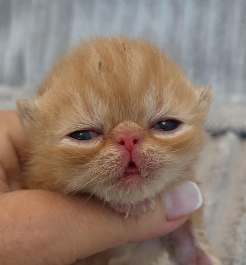 Collier vert Mâle Exotic Shorthair