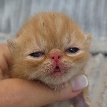 chaton Exotic Shorthair red blotched tabby Collier vert Chatterie Katzarolli