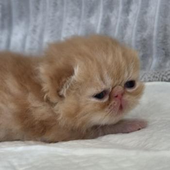 chaton Exotic Shorthair red blotched tabby Collier vert Chatterie Katzarolli