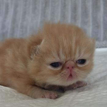 chaton Exotic Shorthair red blotched tabby Collier vert Chatterie Katzarolli