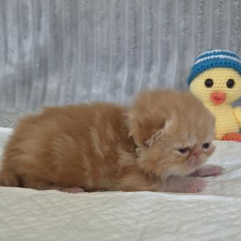chaton Exotic Shorthair red blotched tabby Collier vert Chatterie Katzarolli